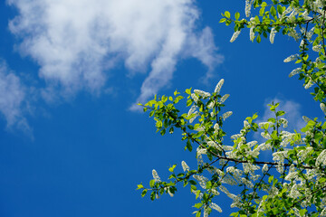 Blooming Bird Cherry tree Prunus padus branches with white flower racemes and green leaves against blue sky. Fresh spring nature background.