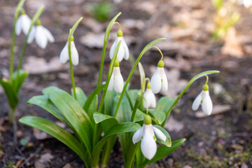 Blooming snowdrops in early spring garden with fresh green leaves