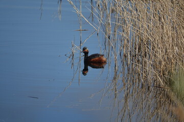 the beautiful but rare in the UK black necked grebe (Podiceps nigricollis)