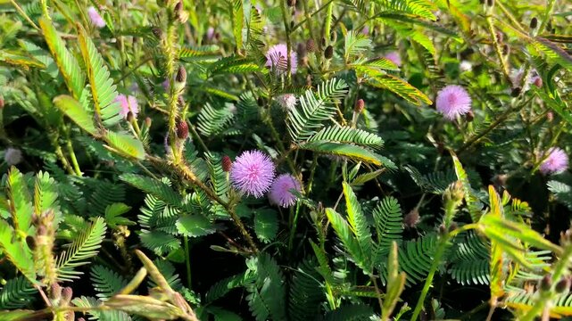 In Indonesia it is called the "Putri Malu" plant (Mimosa pudica L). The leaves will bud or close when touched.