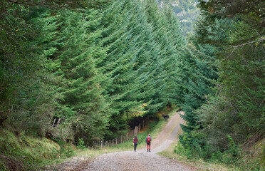 A young couple walking on an unpaved road among a spruce forest. Huge green spruce trees. A rural landscape. A countryside path.