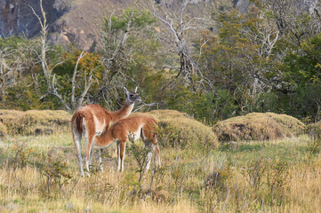 Guanaco mother and chulengo in the wild Patagonia, Chile. Chulengo suckling milk from mother's udder. Rural pastoral scene.