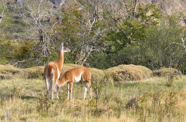 Guanaco - mother and chulengo in the wild Patagonia, Chile. Chulengo suckling milk from mother's udder. Rural pastoral scene.