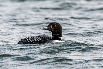 Common Loon