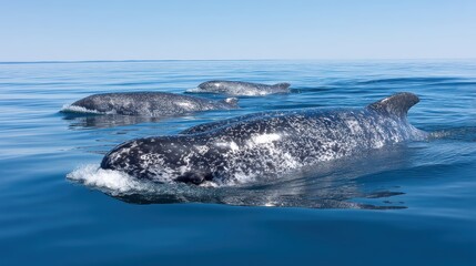 Obraz premium Gray whales swimming gracefully in calm blue ocean waters under clear skies