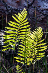 Ferns in pine forest