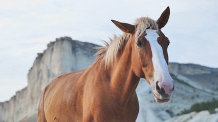 Obraz premium Horse standing in the mountains of Crimea near Belogorsk