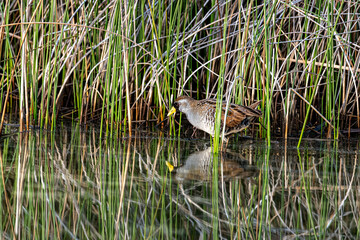Sora in reeds