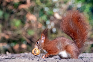 Beautiful squirrel with nut