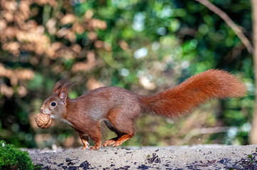 Beautiful squirrel with nut
