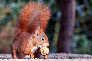 Beautiful squirrel with nut