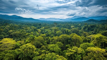 Fototapeta premium An expansive aerial view of a lush green tropical rainforest