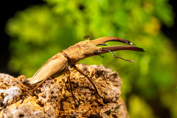 A stag beetle stands on a mossy rock. Cyclommatus canaliculatus is a species of beetles belonging...