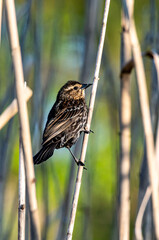 Female red-winged blackbird in rush