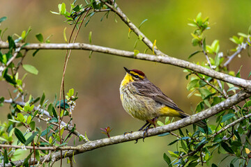 Palm Warbler in yaupon