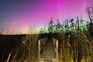 Stunning pink and green Northern Lights illuminate the night sky above a wooden boardwalk leading...