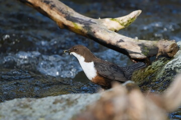 Cinclus cinclus aka White-throated dipper perched on the stone in river with worms in the beak. Rare water bird from Czech republic in his habitat.