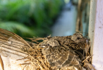 Mourning Dove Zenaida macroura nest with two chicks
