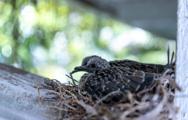 Mourning Dove Zenaida macroura nest with two chicks