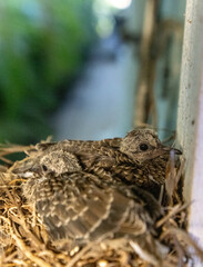 Mourning Dove Zenaida macroura nest with two chicks