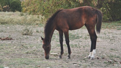 Fototapeta premium Dark brown horse grazing in a field near Belogorsk, Crimea