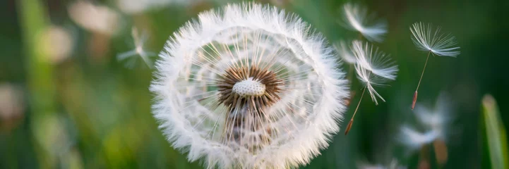 Fototapeten A delicate macro close-up of fluffy white dandelion seed head, long banner © peppystudio