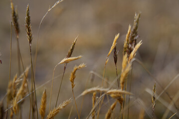 Fototapeta premium Ears of wheat in the field