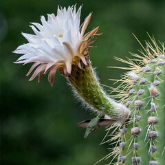 An Anna's  hummingbird hovers mid-air as it approaches the blooming white flower of a saguaro cactus (Carnegiea gigantea) to extract threads for nest building