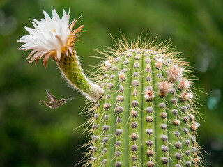 An Anna's  hummingbird hovers mid-air as it approaches the blooming white flower of a saguaro cactus (Carnegiea gigantea) to extract threads for nest building