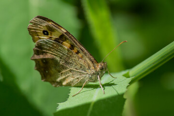 Escena de mariposa en flor