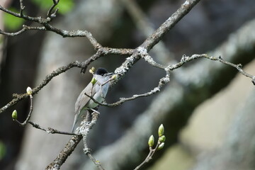Sylvia atricapilla aka The Eurasian blackcap perched on the tree. Common warbler bird in Czech republic.