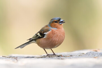 Fringilla coelebs aka Common Chaffinch perched on ground with food in the beak. Common bird in Czech republic. Isolated on clear blurred background.