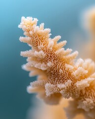 A captivating close-up reveals the intricate and delicate details of coral formations, highlighting the beauty of underwater marine ecosystems.