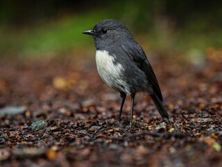 A small cute tiny dark black South Island Robin Petroica Australis Toutouwai Kakaruwai with white belly feathers standing on forest ground New Zealand