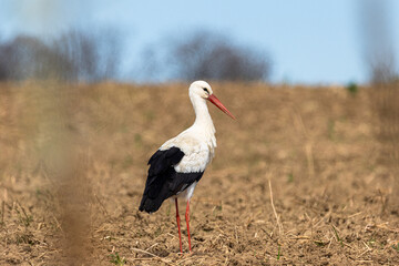 Weißstorch (Ciconia ciconia) auf Futtersuche auf einem Acker