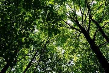 Obraz premium Sunlight Filtering Through Leaves in Lush Forest Canopy Viewed Below