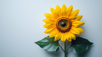 Obraz premium A vibrant yellow sunflower with green leaves against a clean white background