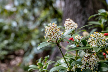 Bunch of White Flowers