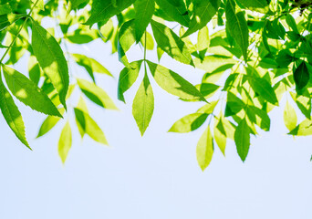 Nature background with green leaves