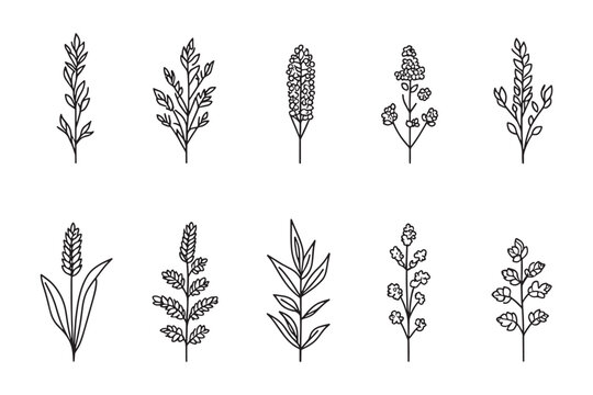 Clean quinoa minimalist outline food drawing