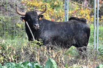 toro bravo español en el campo