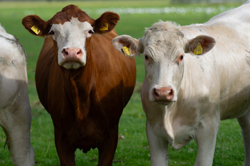 Cow in the grassland. Cow peacefully grazing. Summer meadow with cattle. Cow grazing in the countryside. Rural life and livestock. Grazing field with dairy cow.