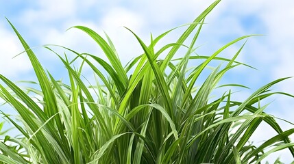 Fototapeta premium Vibrant Green Grass Blades Against Blue Sky