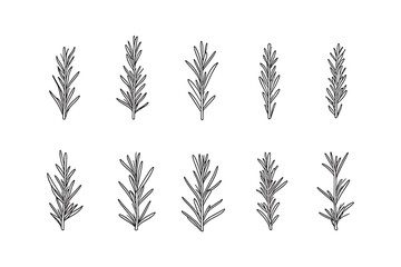 Rosemary Simple Line Art Design Vector