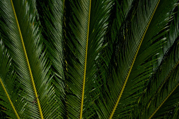 Palm leaves background. Green leaves wallpaper. Exotic jungle foliage. Leaves tropical greenery....
