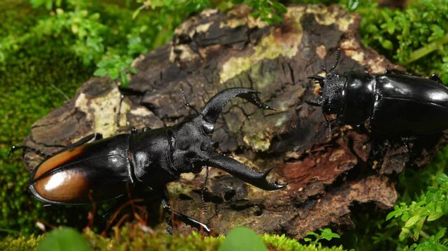 Stag Beetles are breeding in nature. Hexarthrius parryi stag beetles.