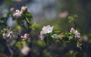 Apple tree blossom in spring, close-up, soft focus
