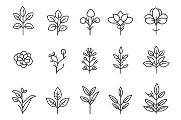 Minimalist sage icon 2D line art design