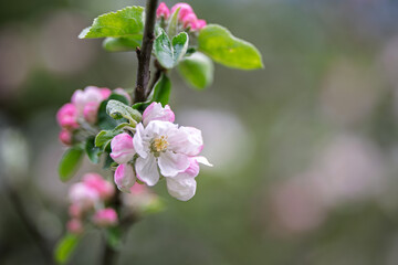 Apple tree blossom in springtime, shallow depth of field.
