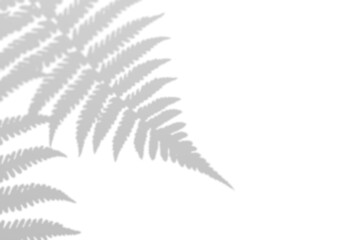 Naklejka premium Fern branch shadow. Leaf shadow overlay. Sunlight trough the leaf. Nature organic shadow. Blurred Leaf shadow and light on wall background. 3d rendering